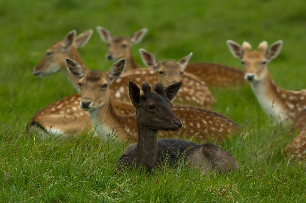 young deer, beast, richmond
