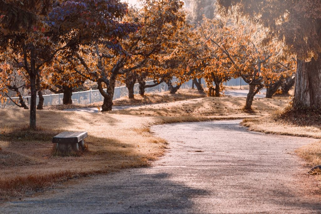 park, path, trees