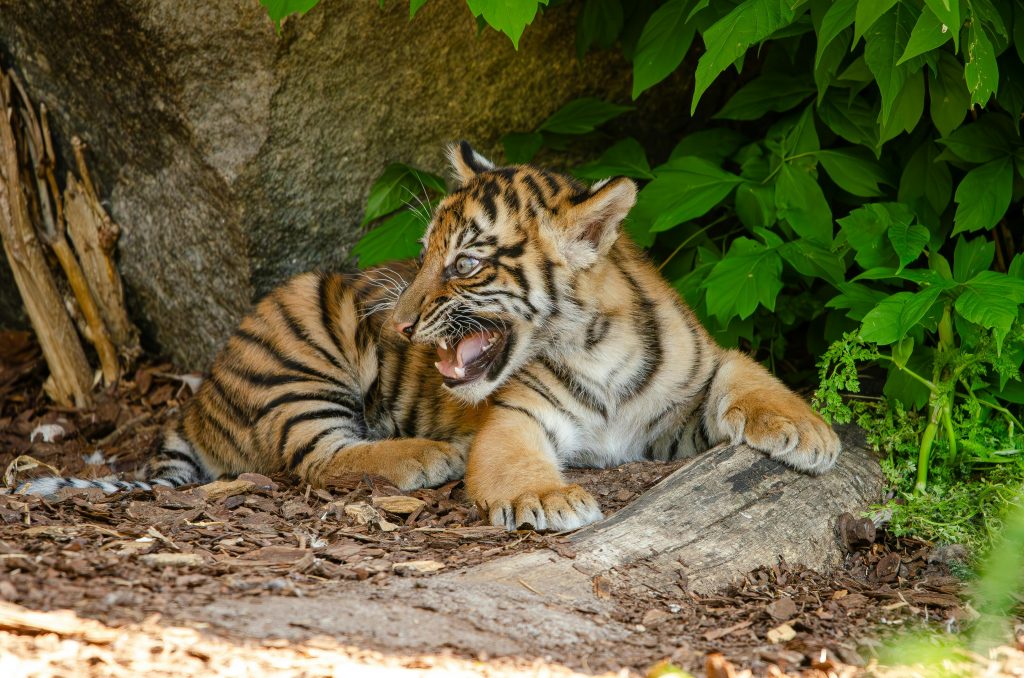 Tigerbaby versteckt
